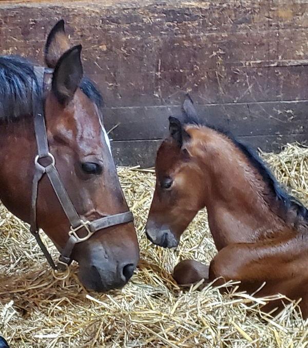mom and colt resting in their stall